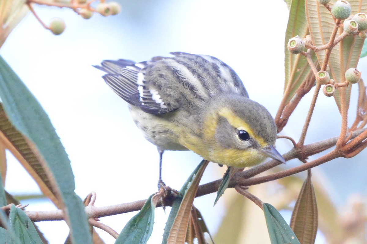 Blackburnian Warbler - ML646872639