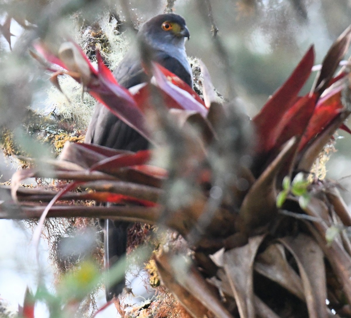 Bicolored Hawk - ML646872641