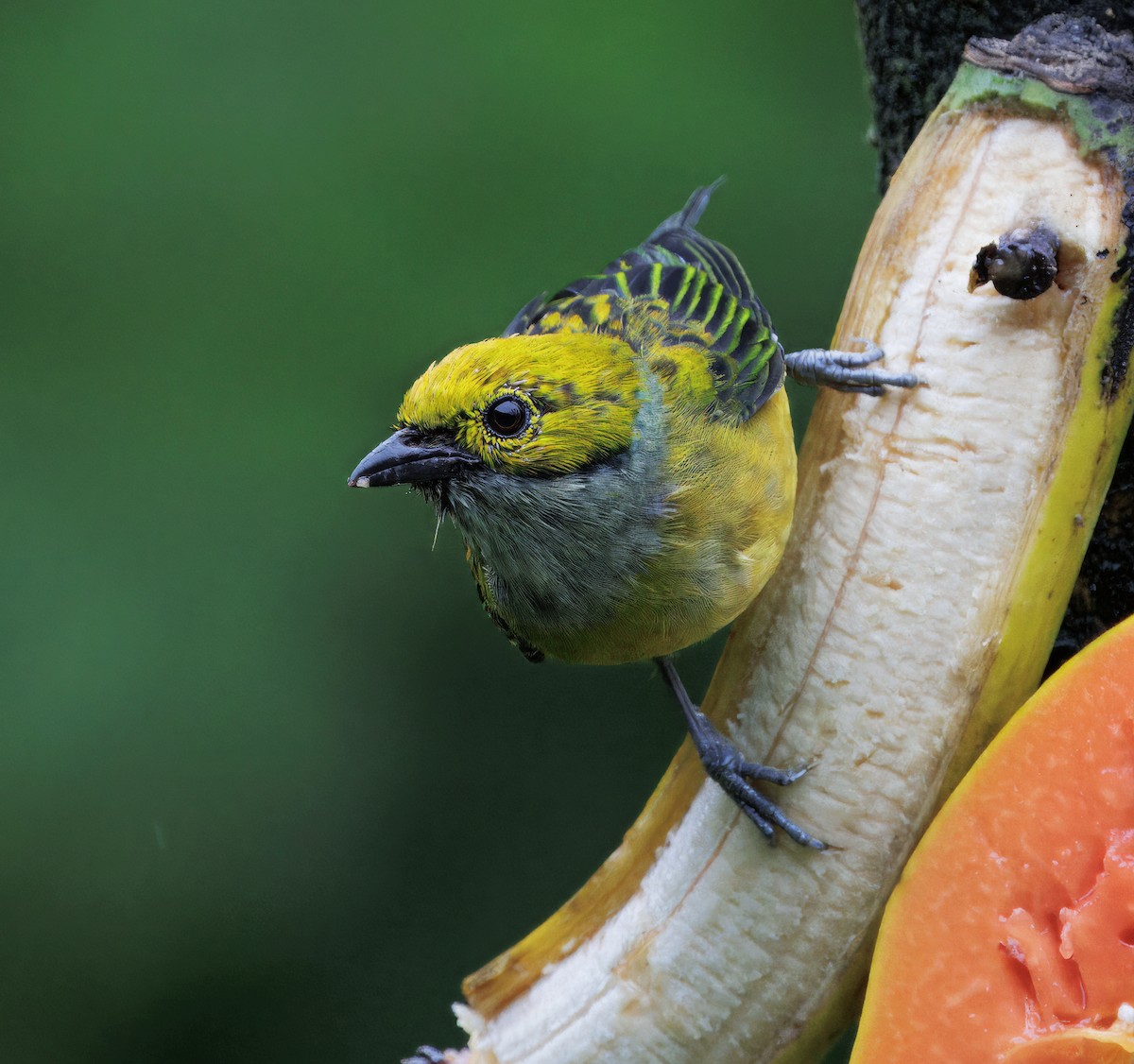 Gümüş Boyunlu Tangara - ML646872643