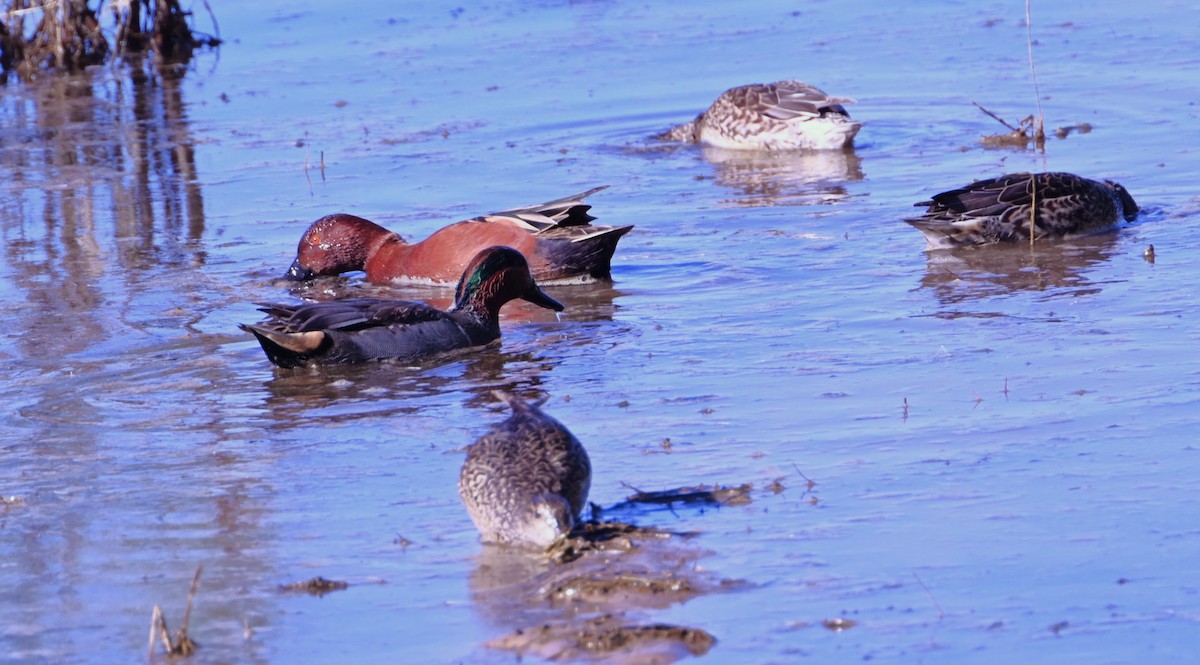 שרשיר קינמון - ML646872649