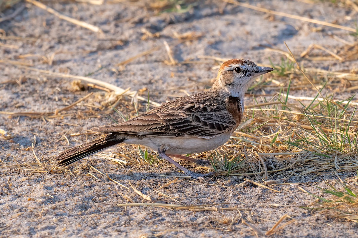 Жайворонок малий - ML646872650