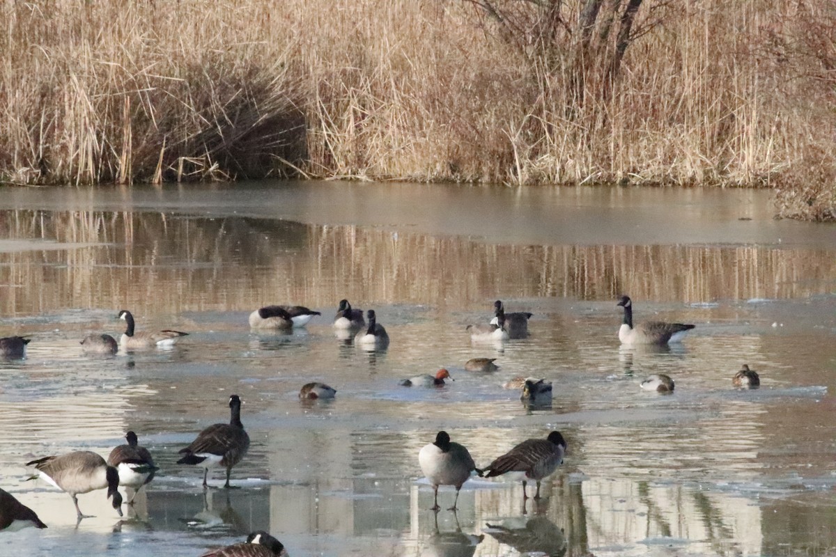 Redhead - ML646872656