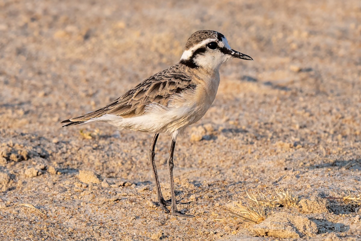 Пісочник-пастух - ML646872661