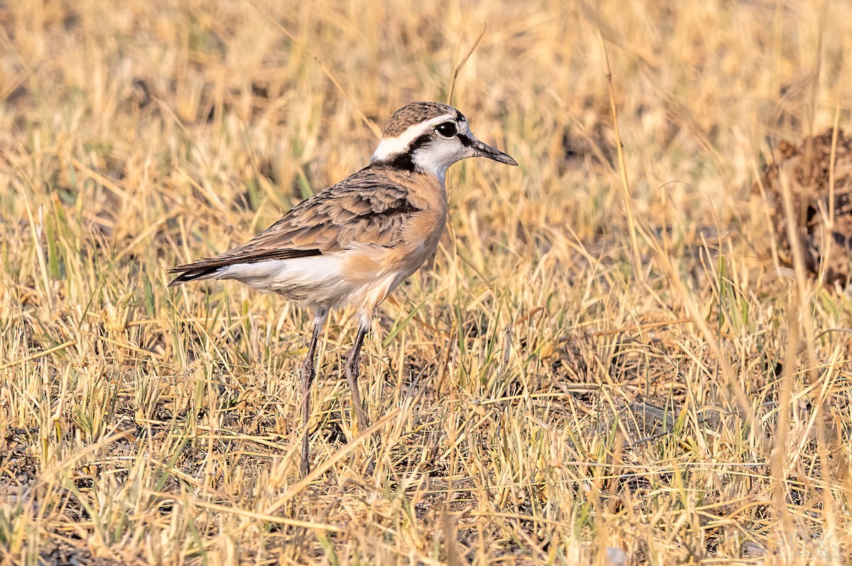 Пісочник-пастух - ML646872662