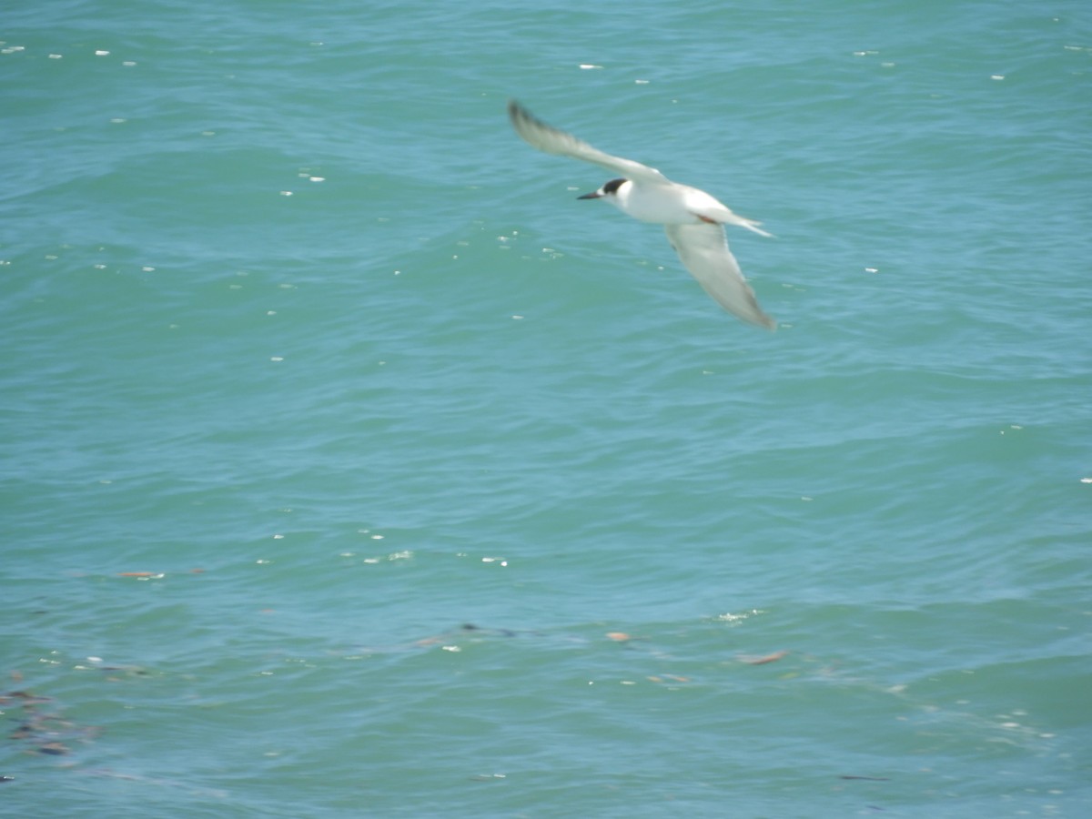 燕鷗 - ML646872663