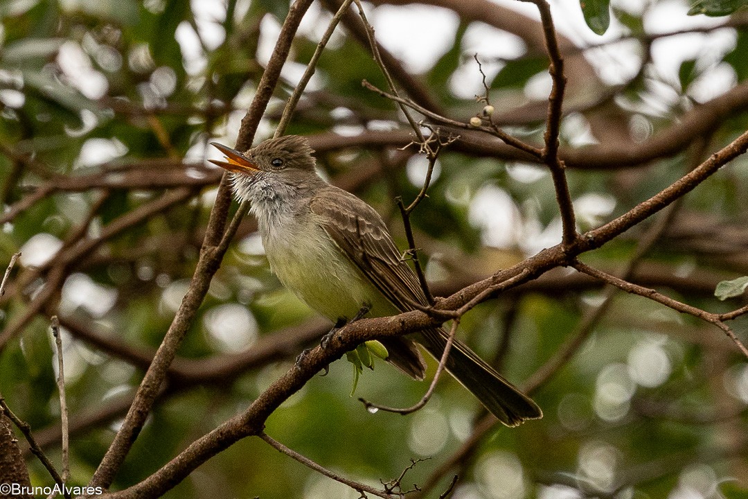 Копетон неотропічний - ML646872664