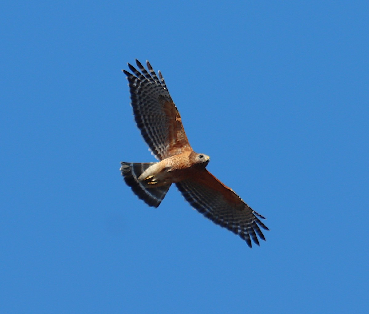 Red-shouldered Hawk - ML646872666