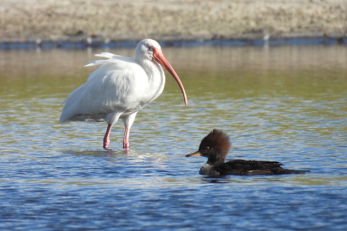 Zerra buruhandia - ML646872668