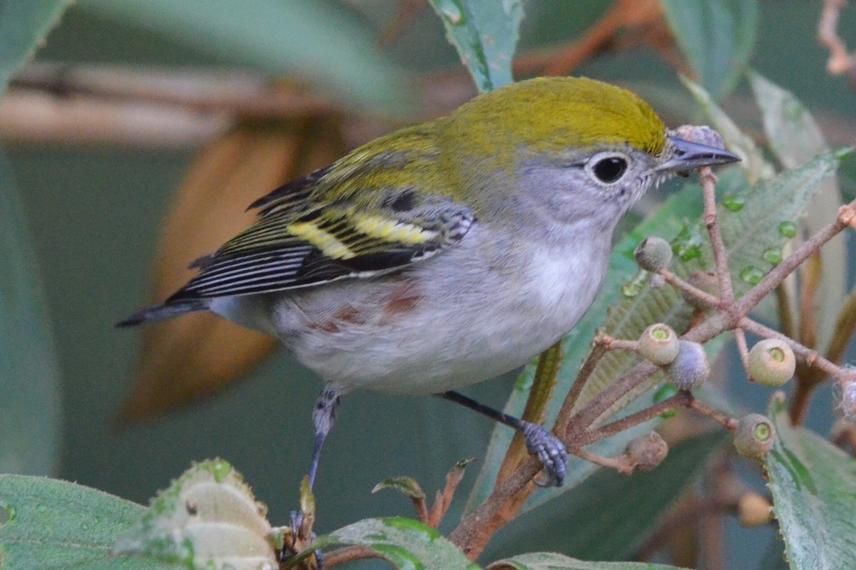 Chestnut-sided Warbler - ML646872669