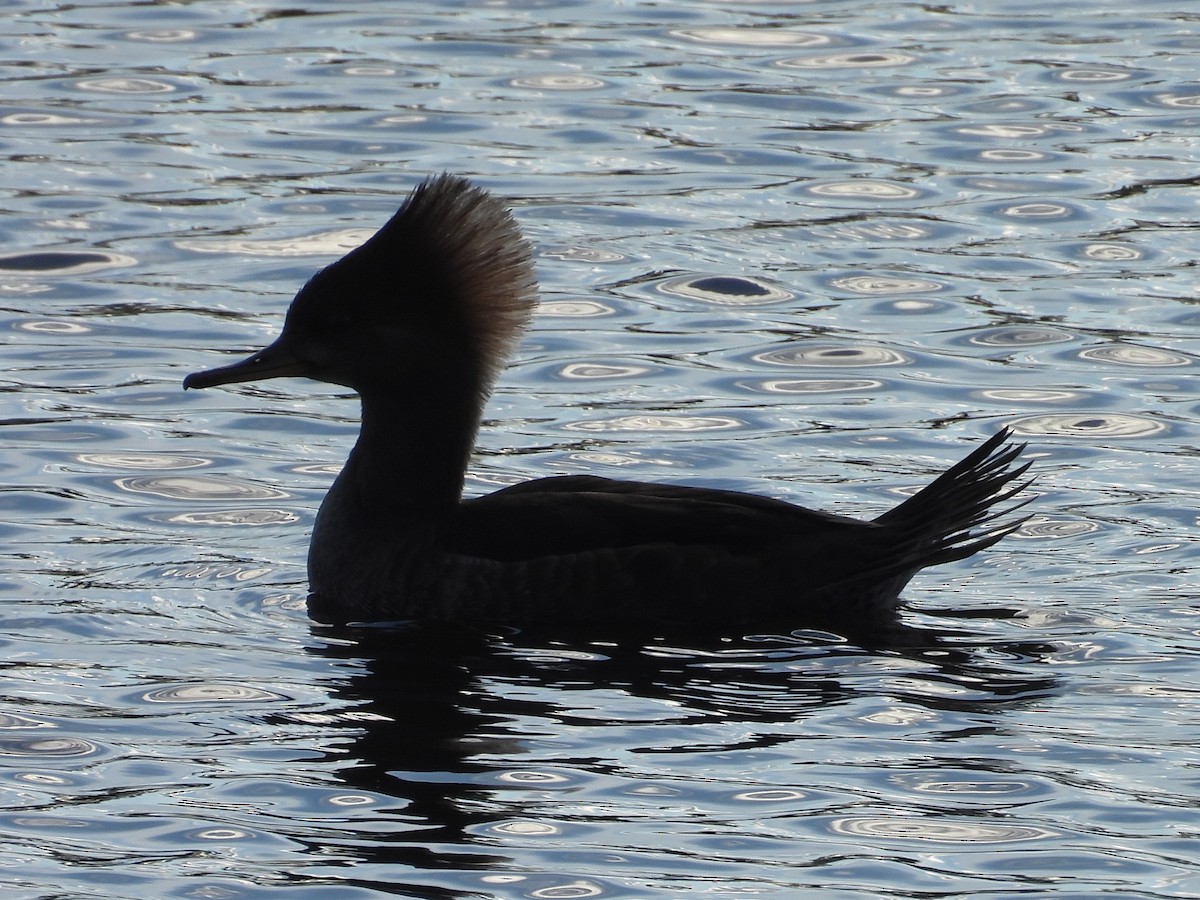 Zerra buruhandia - ML646872670