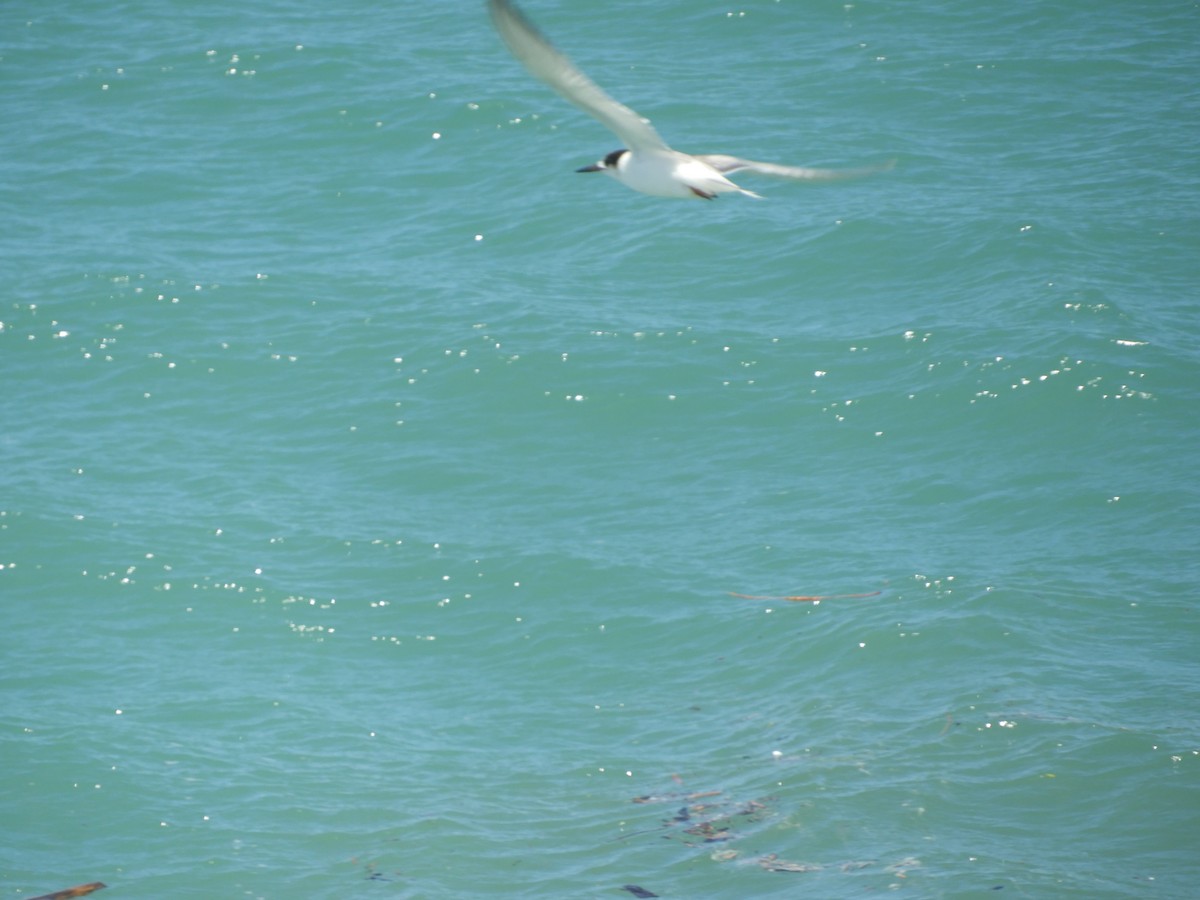 燕鷗 - ML646872671