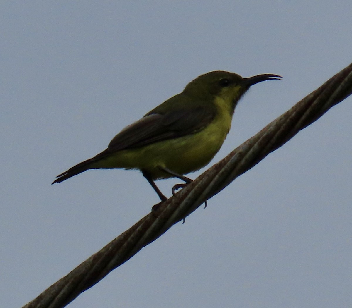 Ornate Sunbird - ML646872673