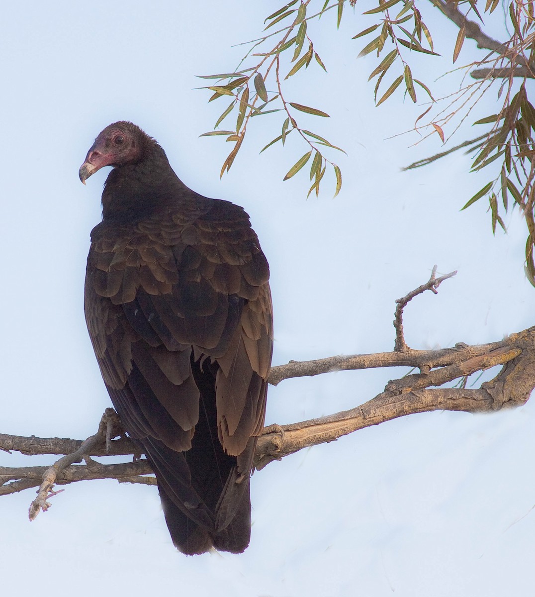 Turkey Vulture - ML646872674