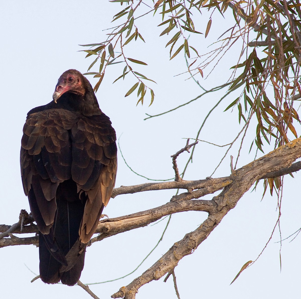 Turkey Vulture - ML646872675
