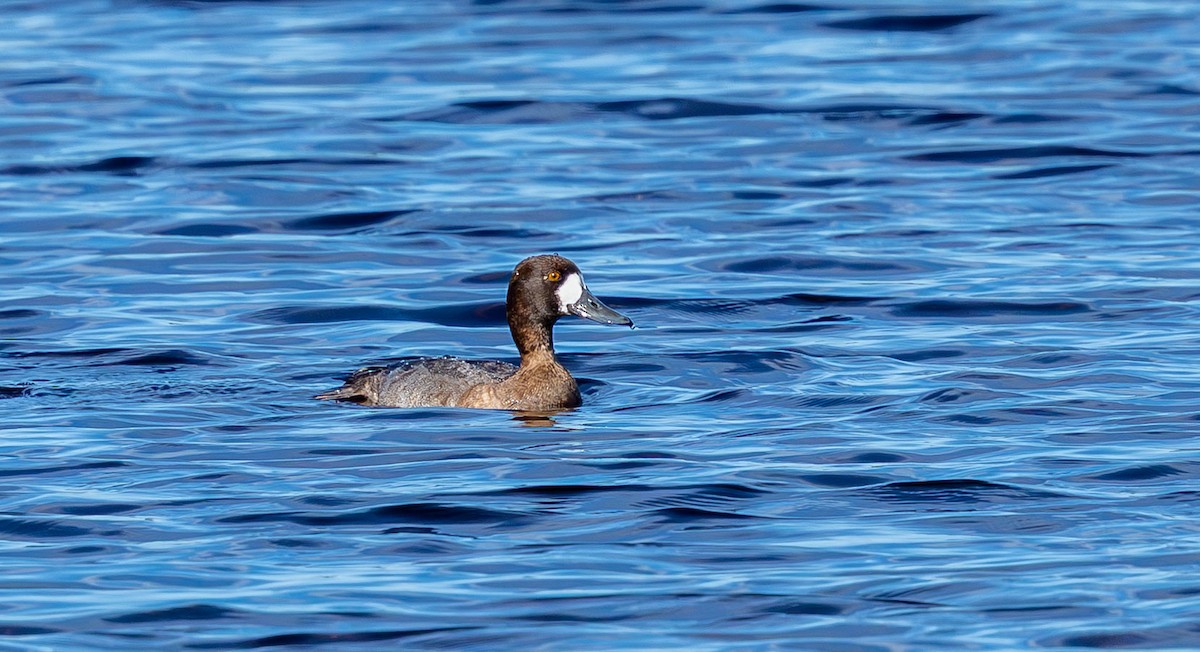 Морская чернеть - ML646872679