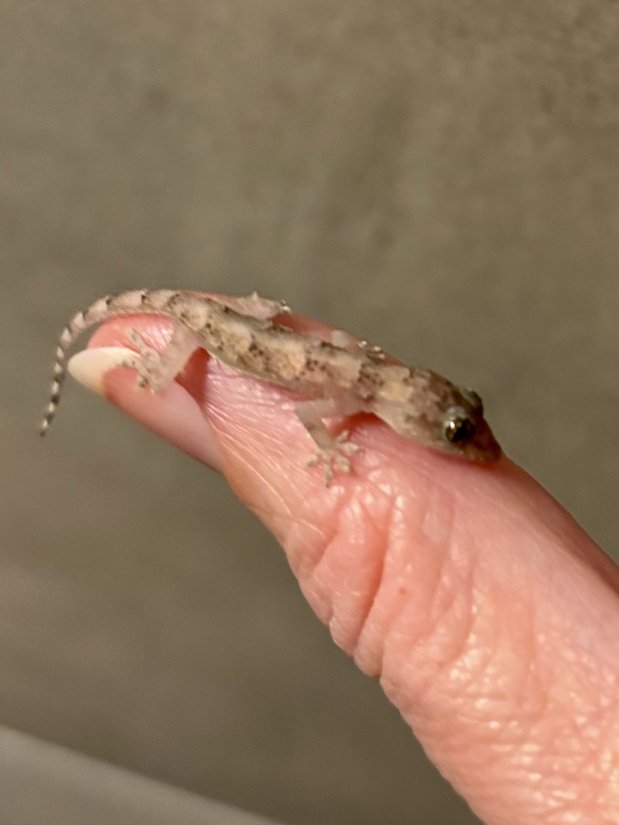 Tropical House Gecko - ML646872680