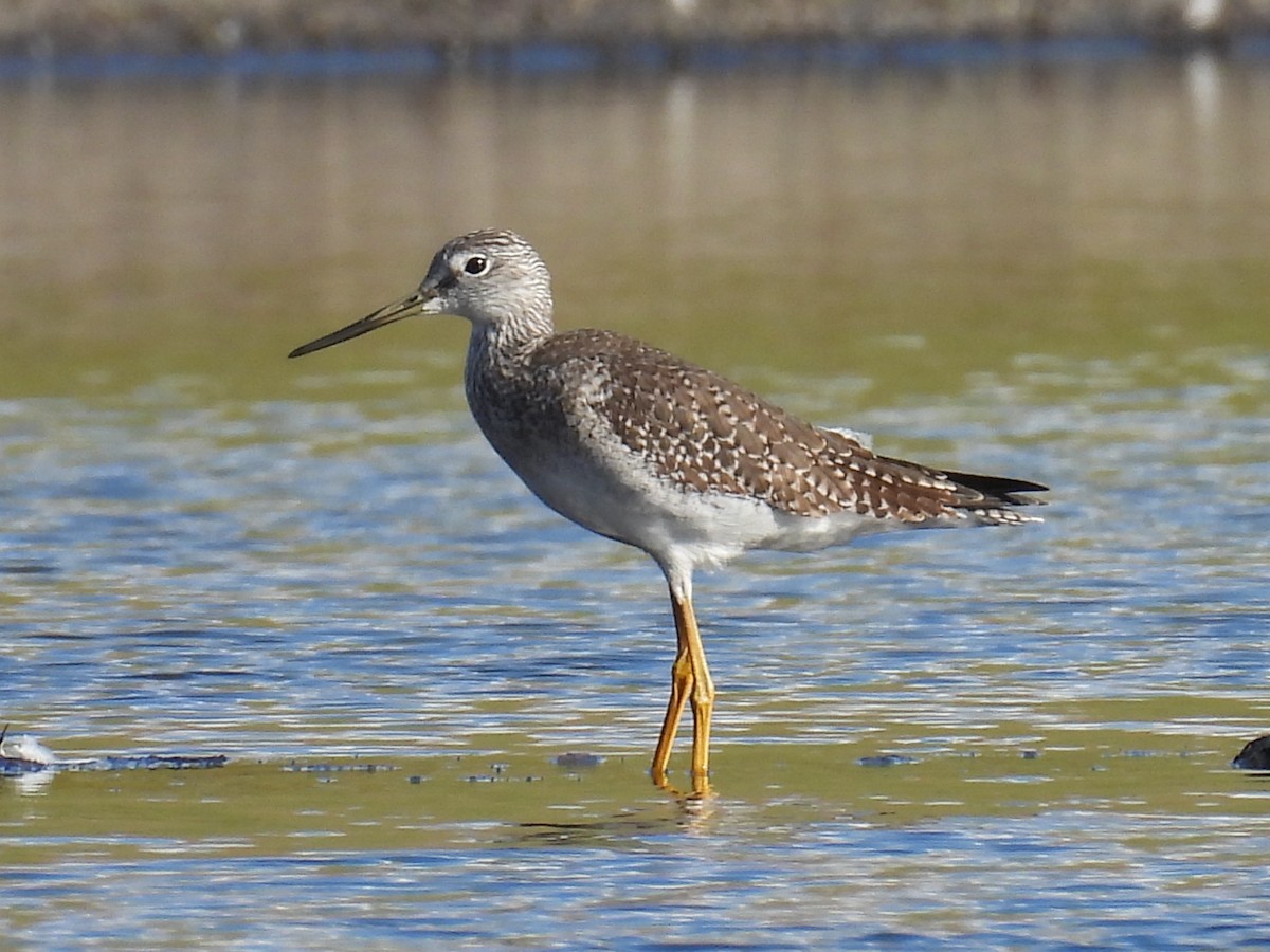 Kuliska hankahori handia - ML646872681