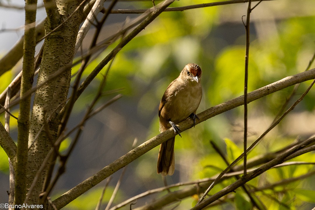 М’якохвіст рудолобий - ML646872683