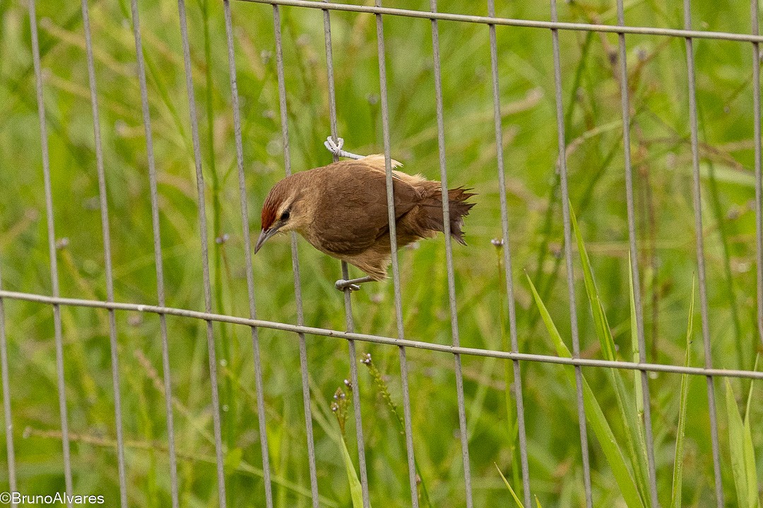 М’якохвіст рудолобий - ML646872684