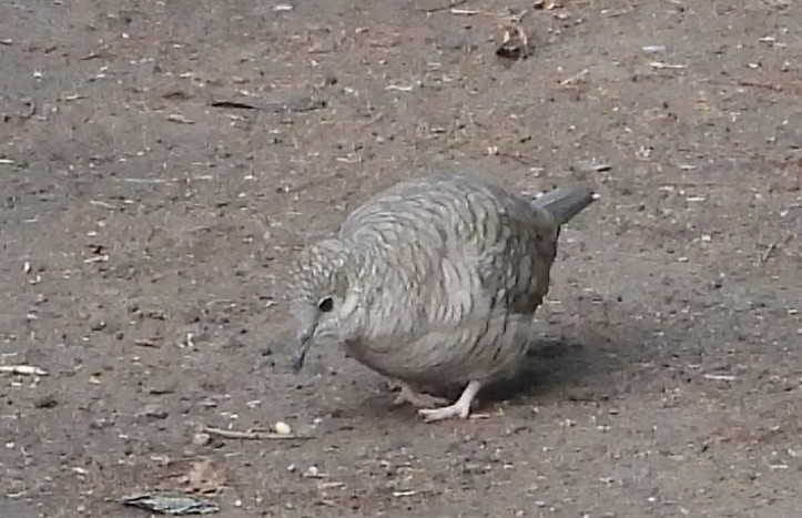Inca Dove - ML646872685