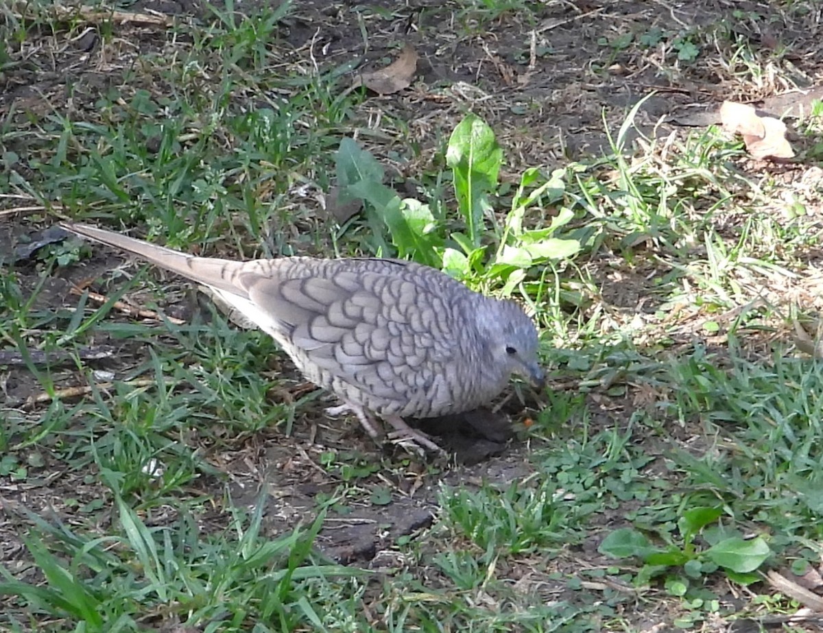 Inca Dove - ML646872686