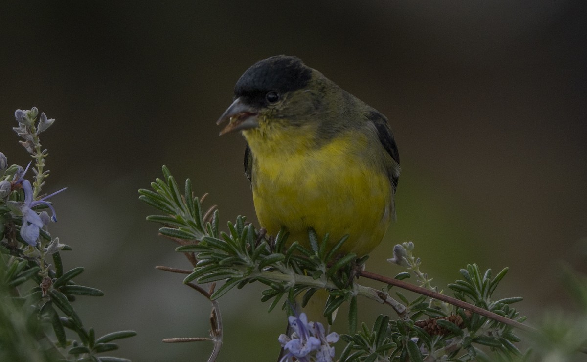 Мексиканский чиж - ML646872687