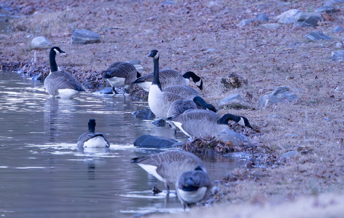 berneška velká - ML646872688