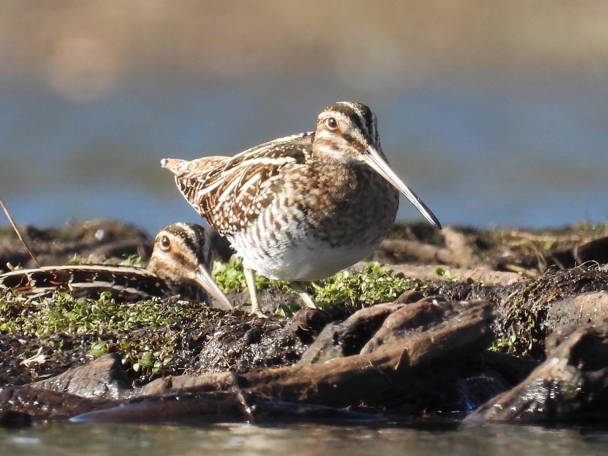 Wilson istingorra - ML646872689