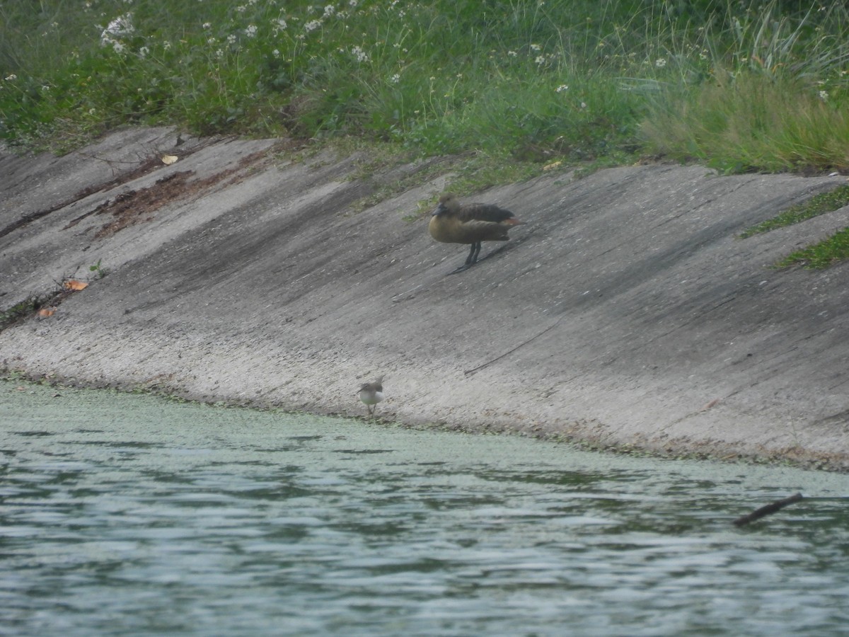 Javapfeifgans - ML646872692