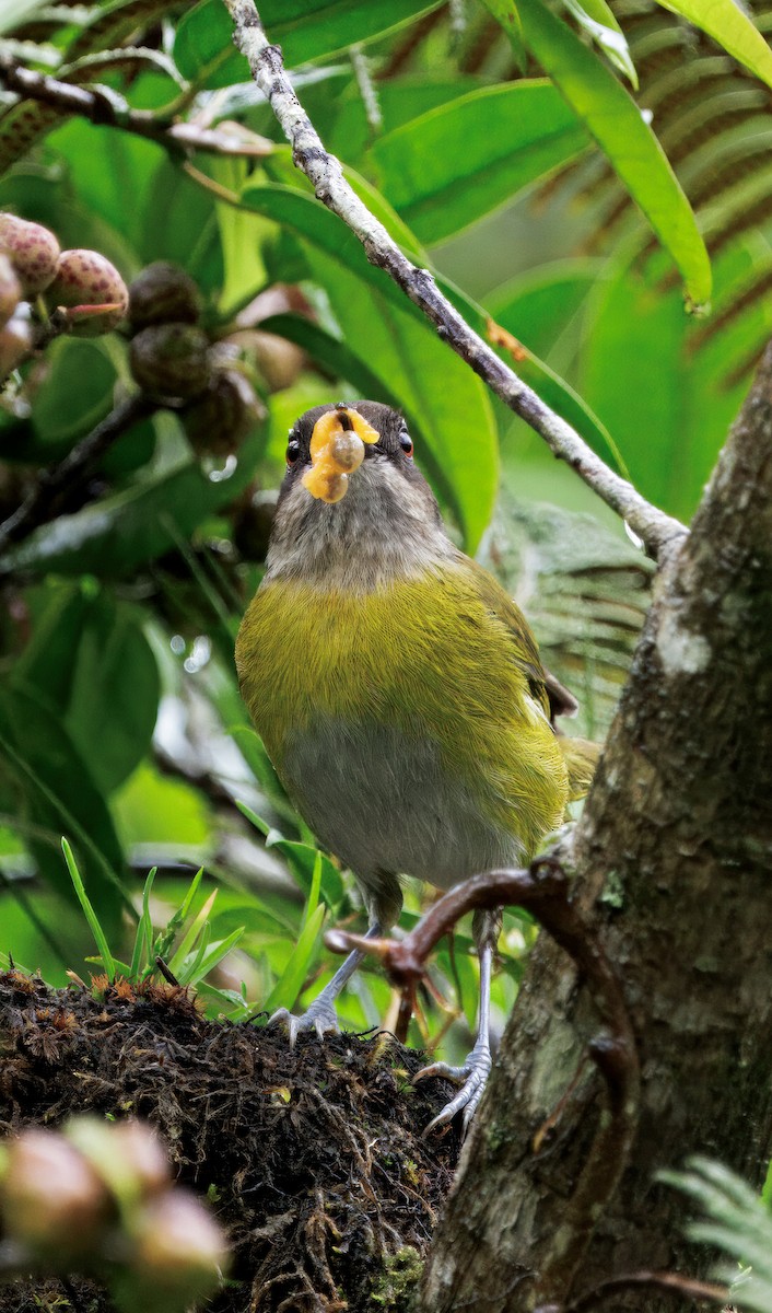 Common Chlorospingus - ML646872693