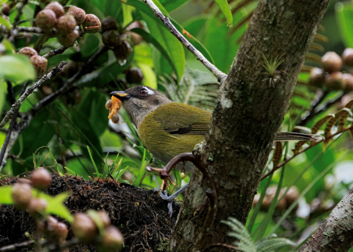 Common Chlorospingus - ML646872694