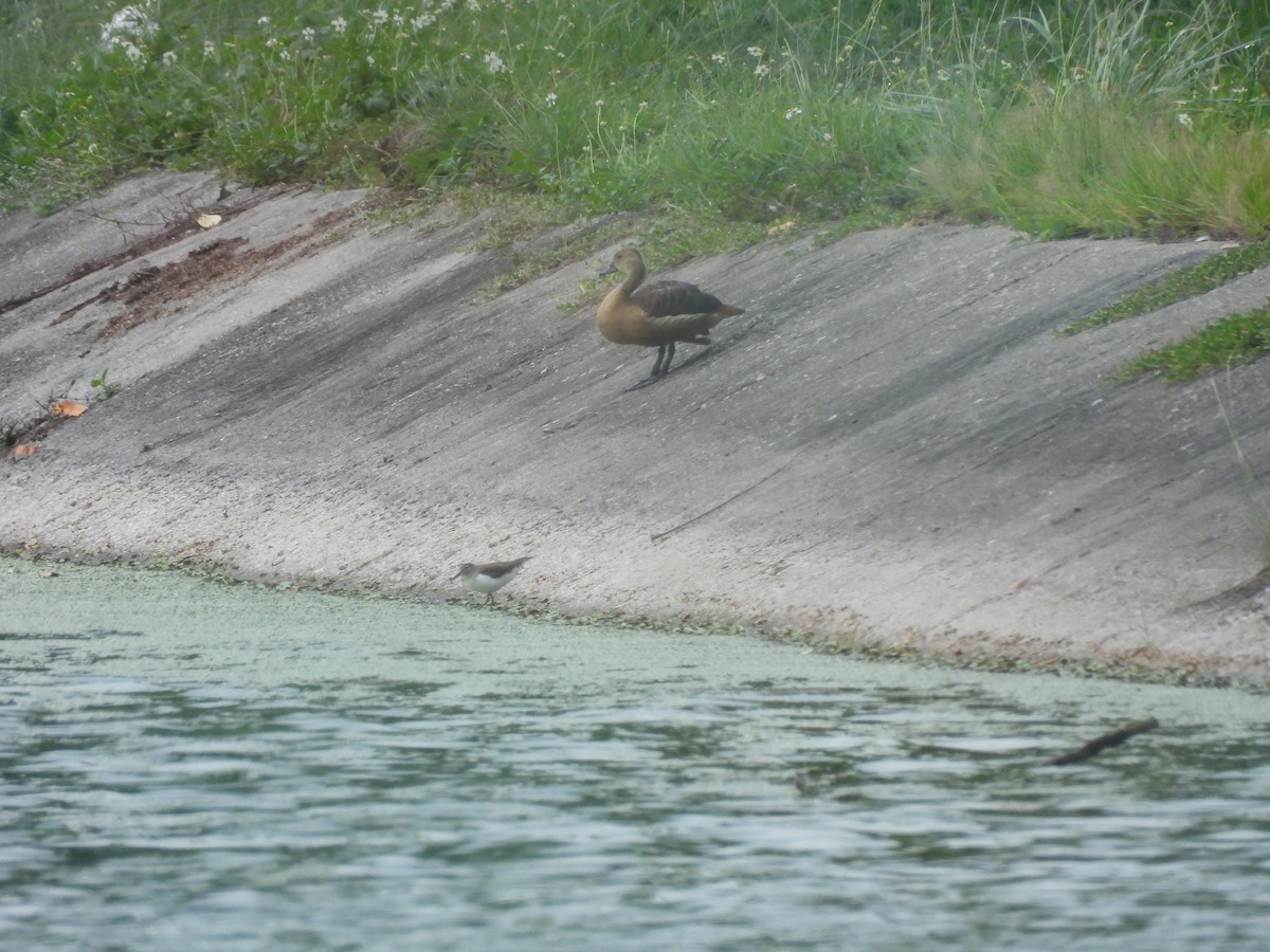 Javapfeifgans - ML646872695