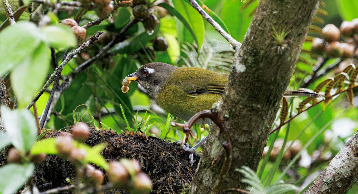 Common Chlorospingus - ML646872696