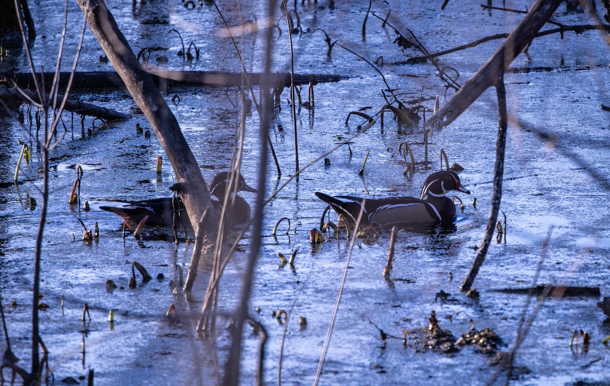 kachnička karolínská - ML646872698