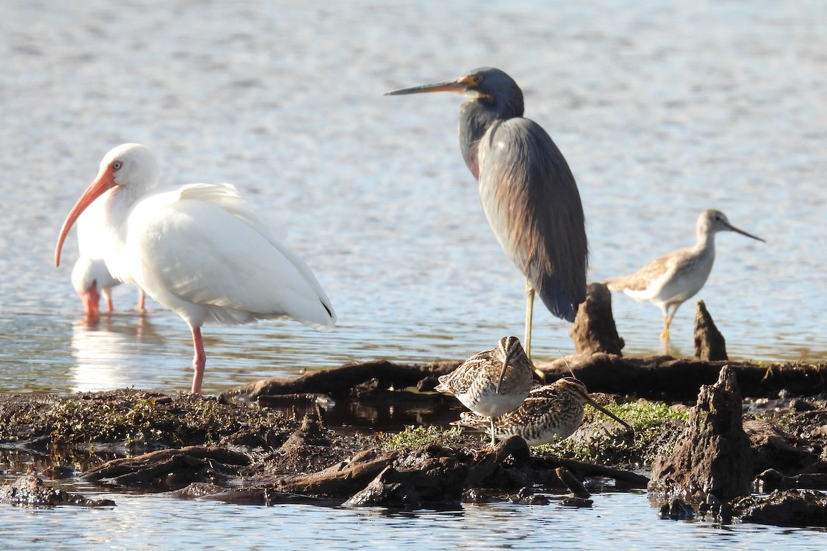 Koartzatxo hirukolorea - ML646872700