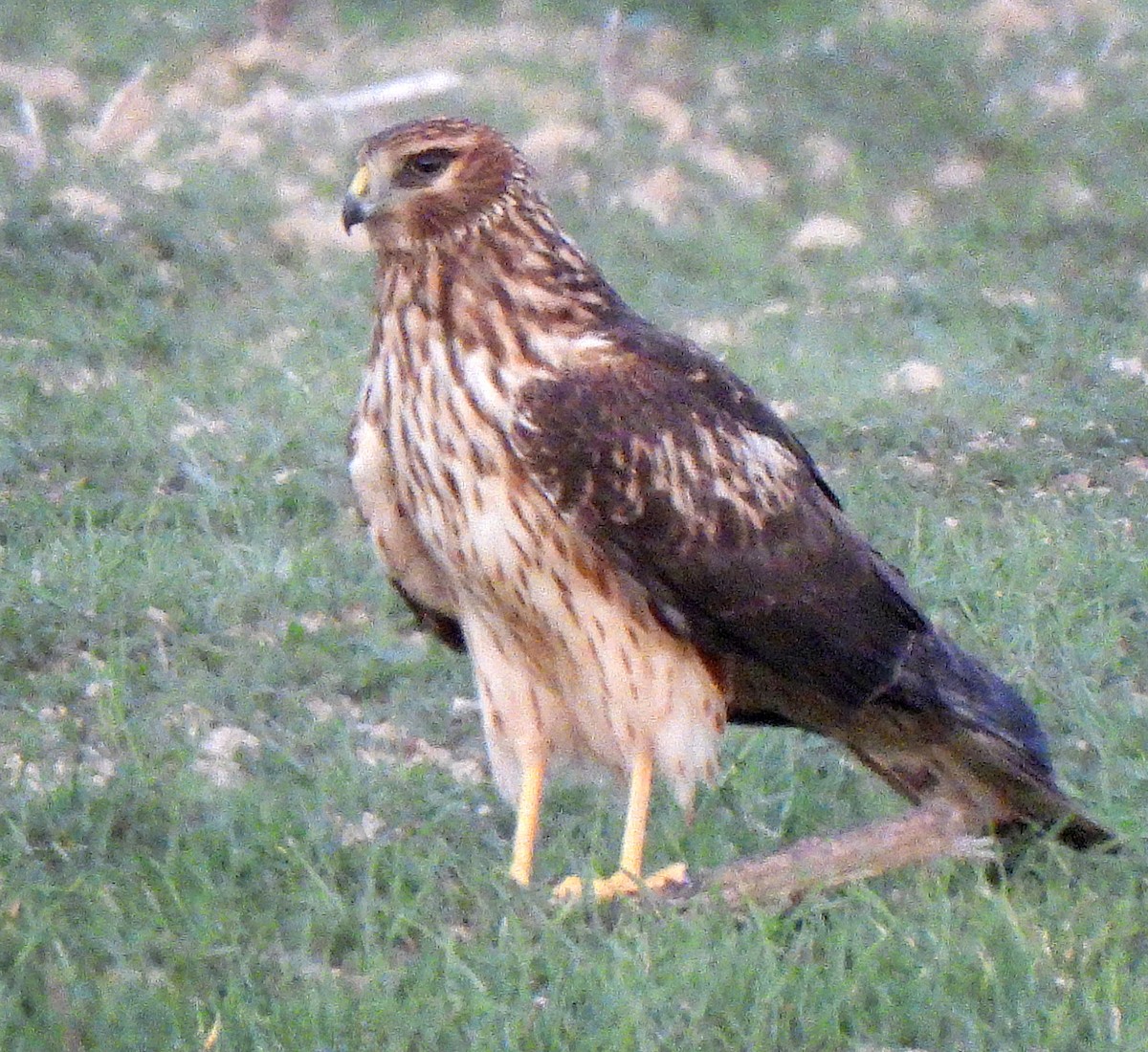 moták severoamerický - ML646872704