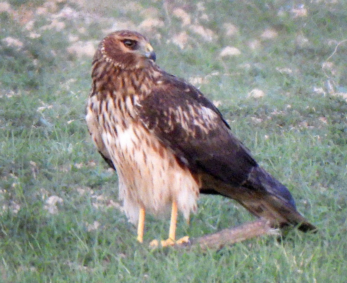 moták severoamerický - ML646872705