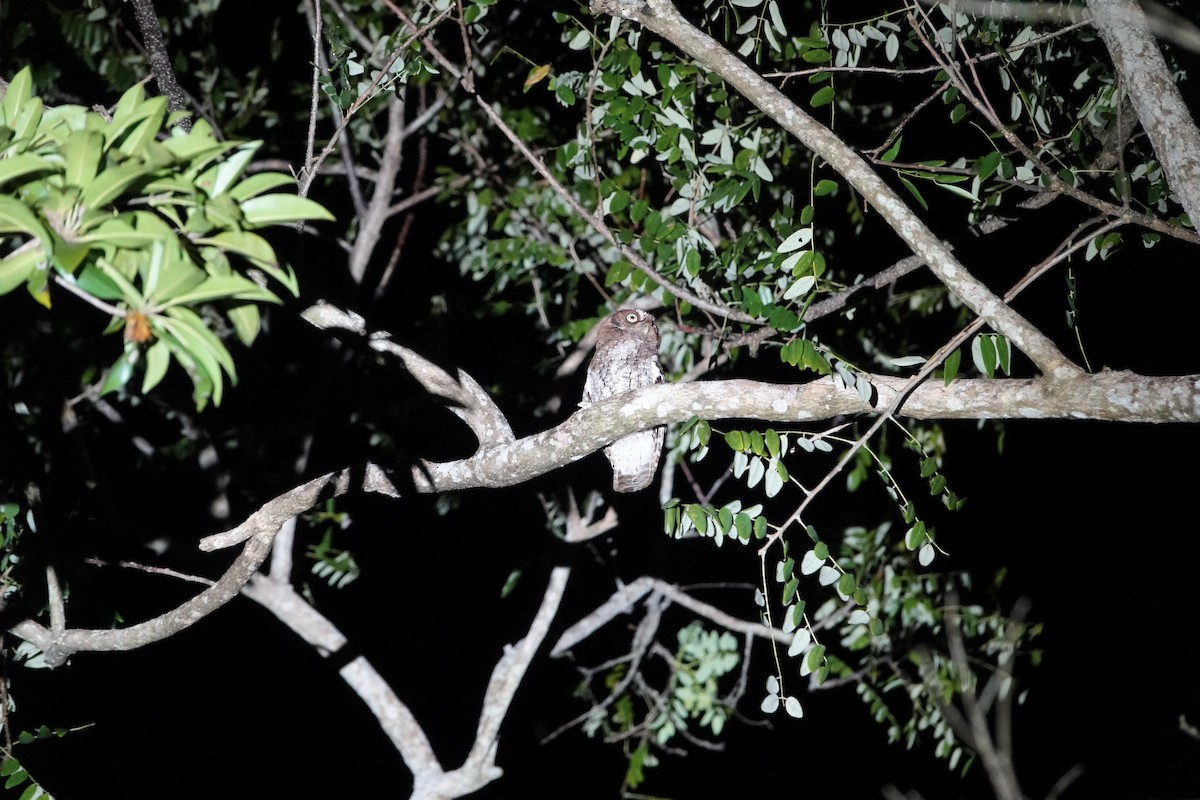 ハラグロオオコノハズク - ML646872706