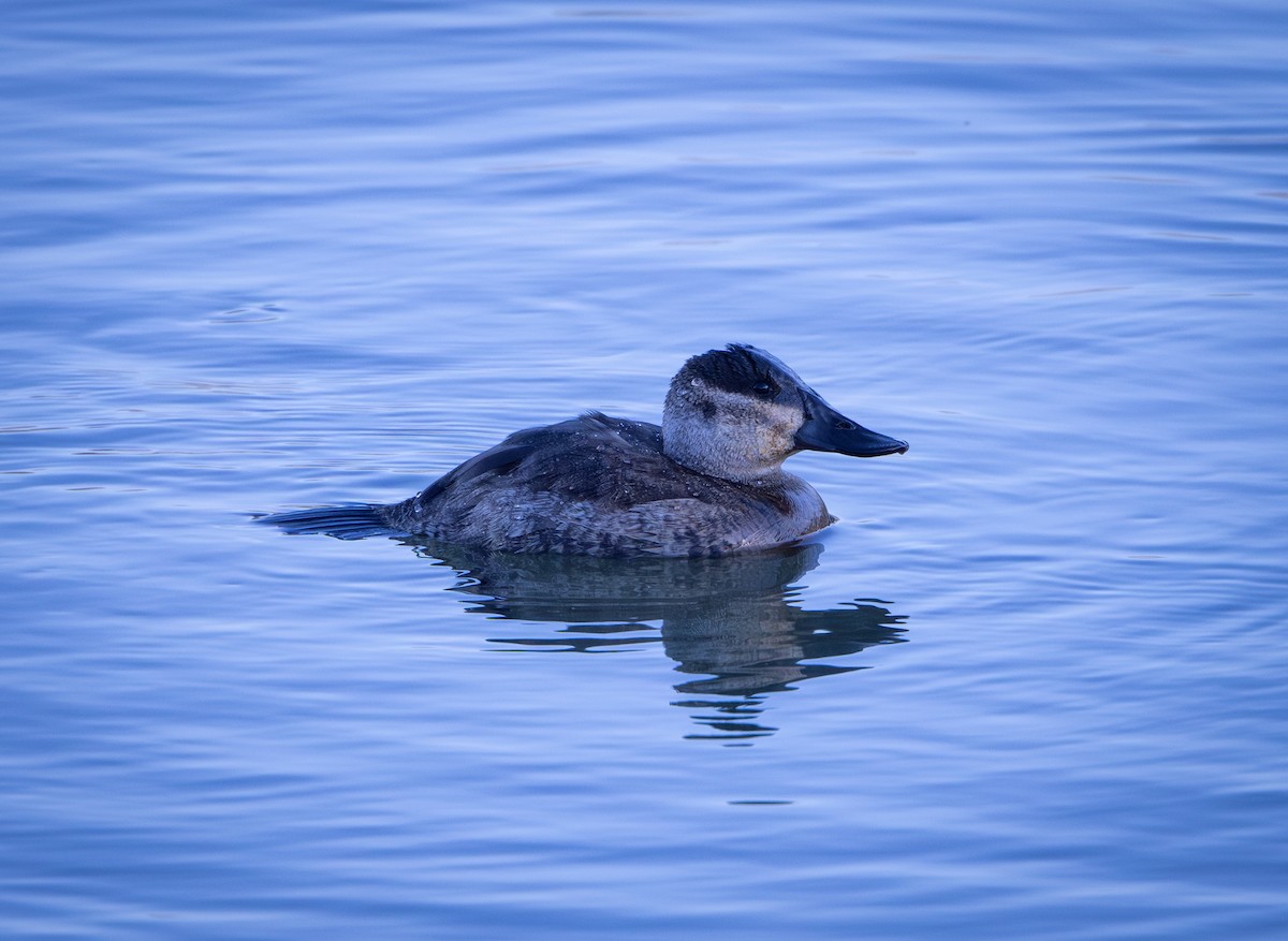 Савка американська - ML646872707