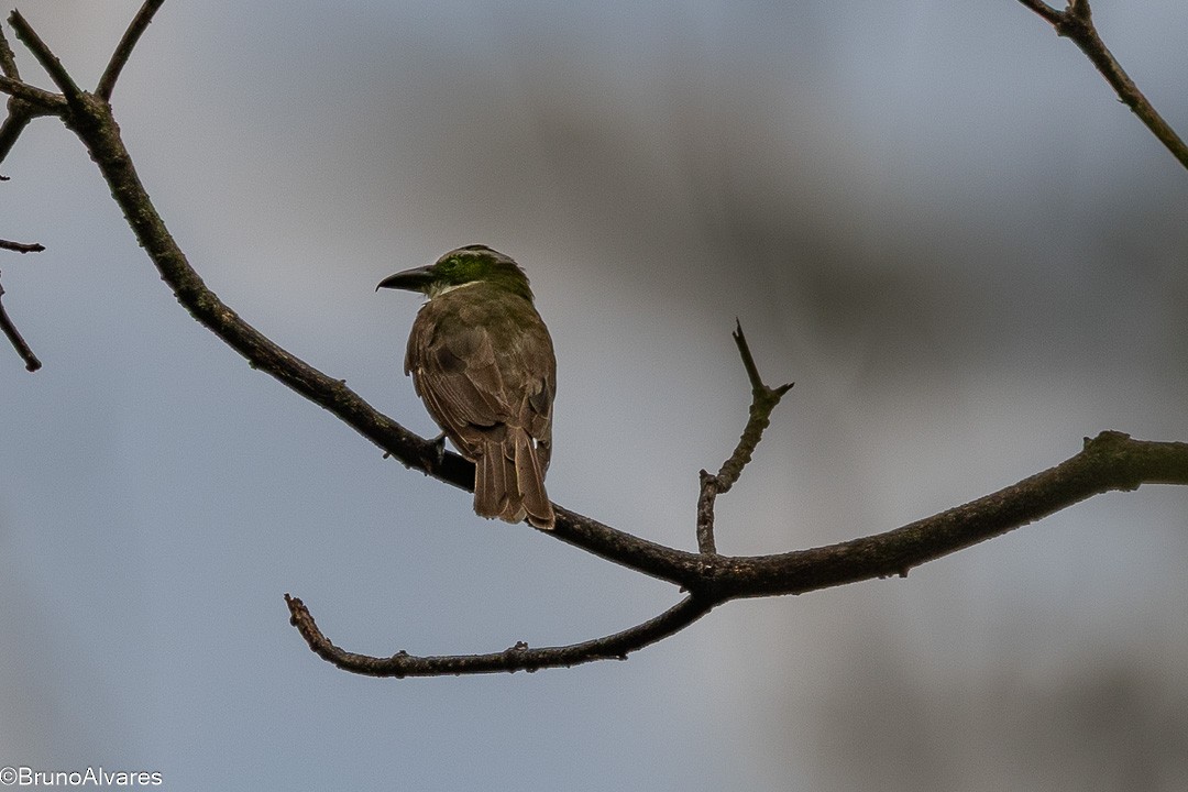 Boat-billed Flycatcher - ML646872708