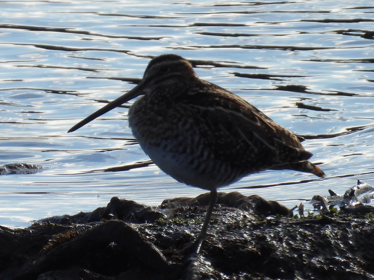 Wilson istingorra - ML646872709