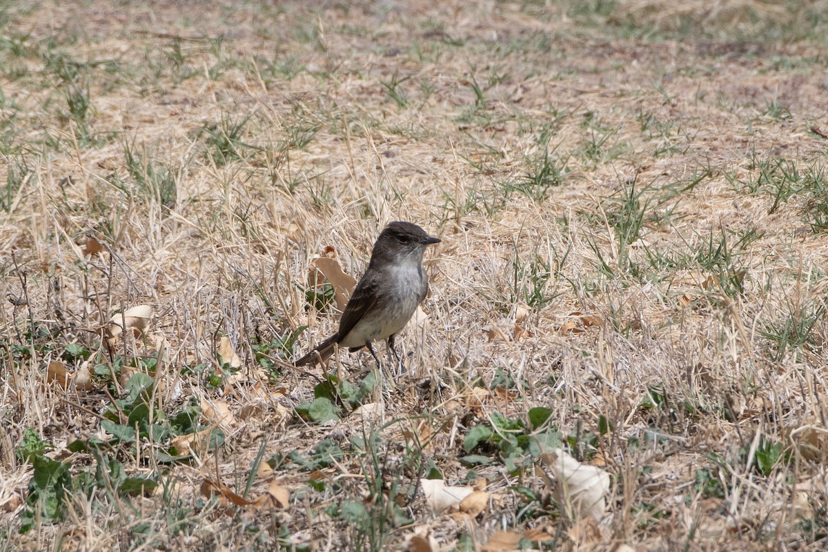 gråfibi - ML646872710