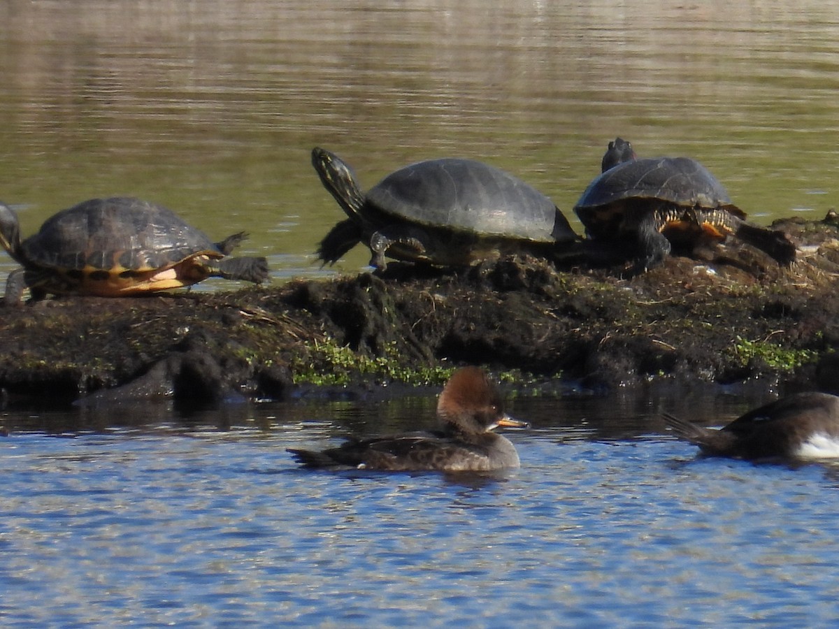 Zerra buruhandia - ML646872712