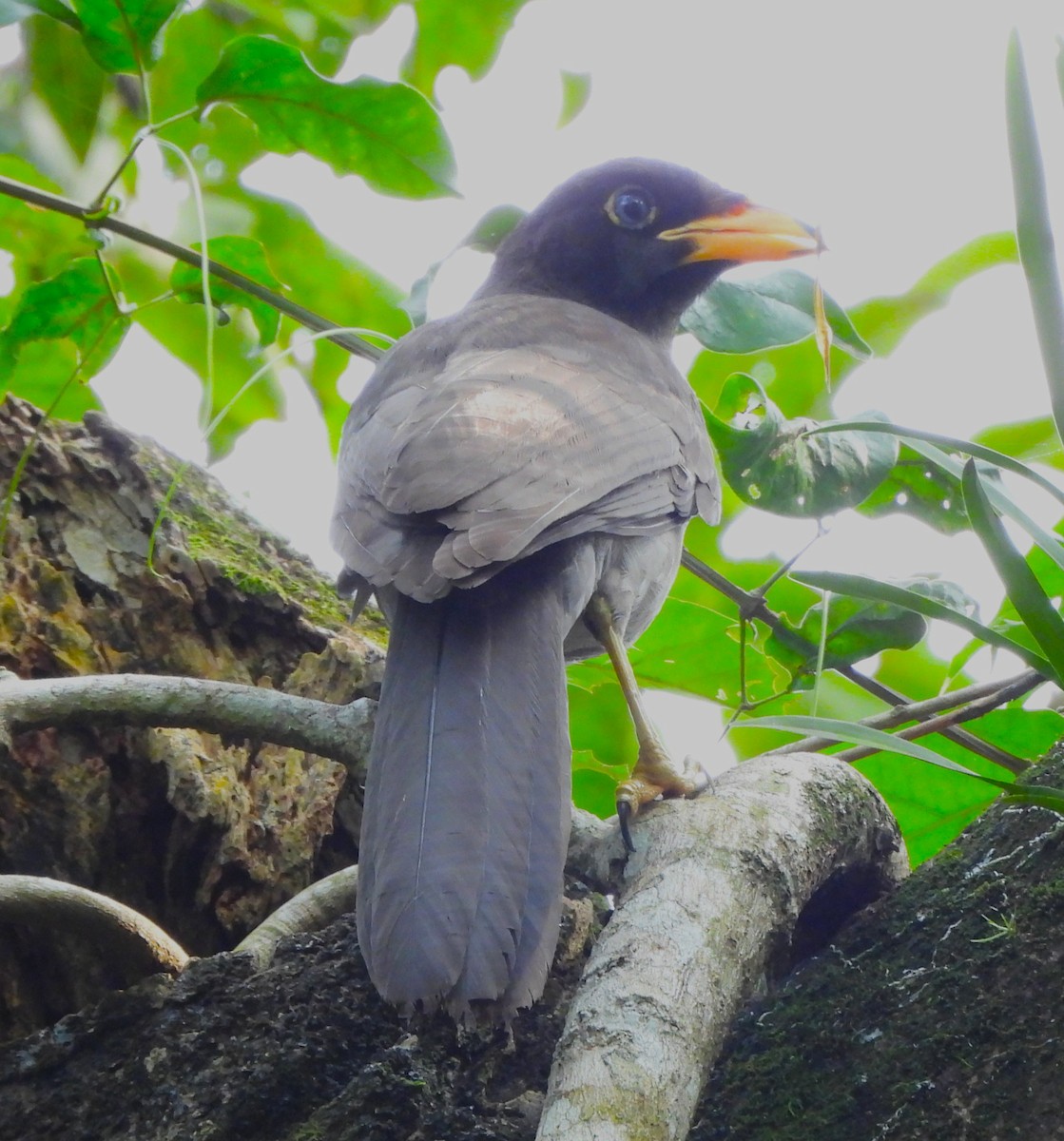 Brown Jay - ML646872716