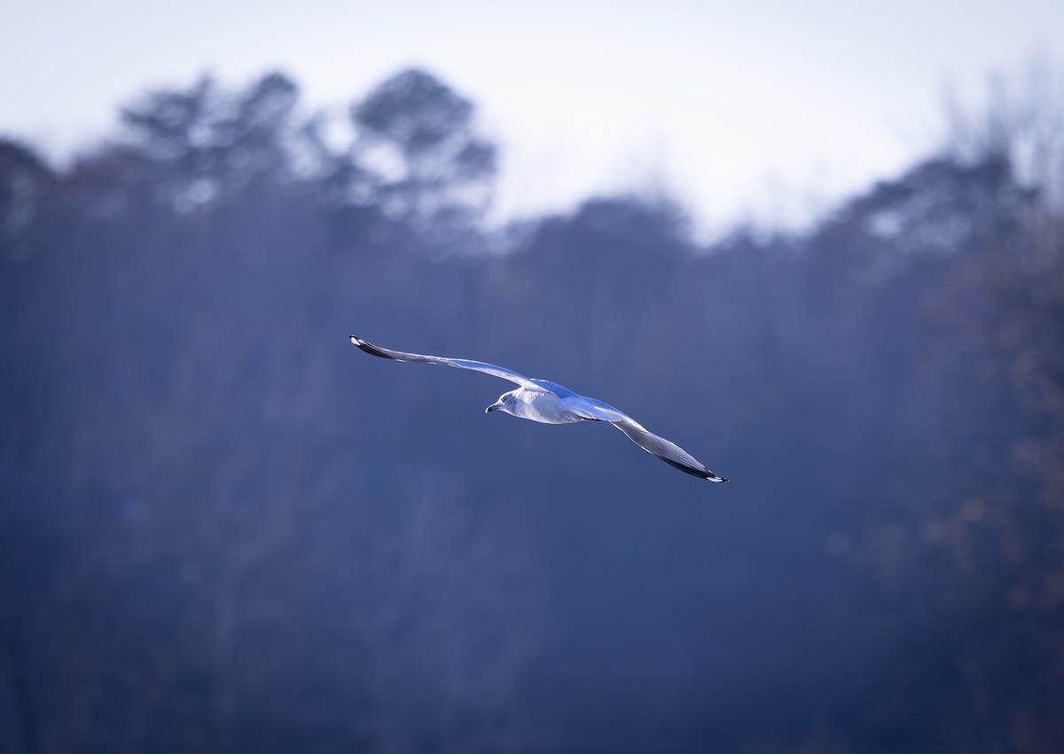 racek kroužkozobý - ML646872717