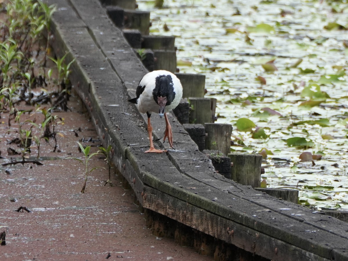 Magpie Goose - ML646872719