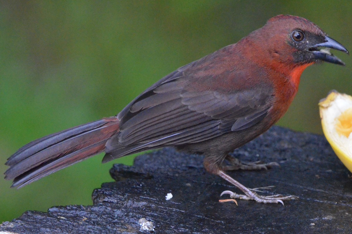 Red-throated Ant-Tanager - ML646872722