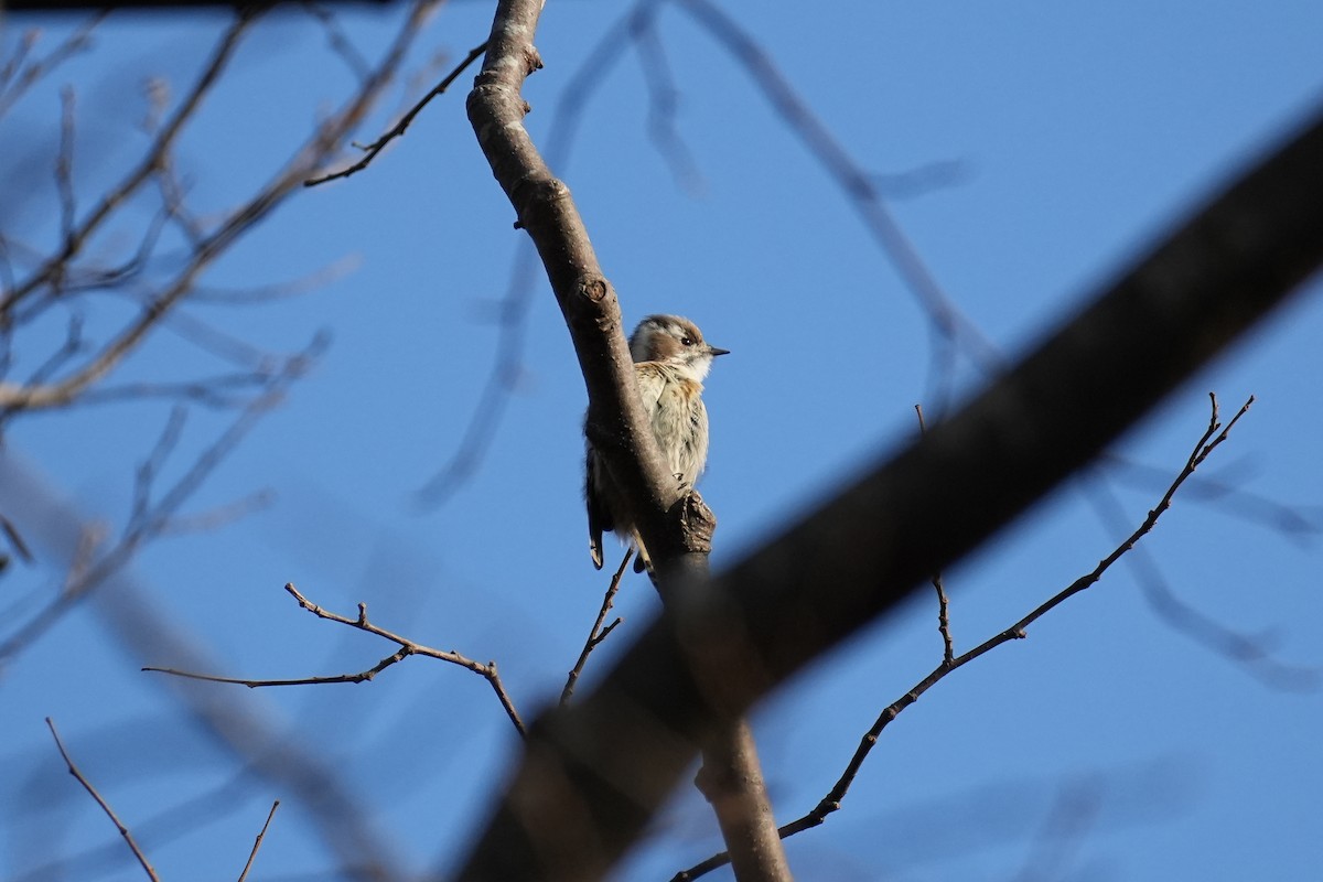 knøttspett - ML646872725