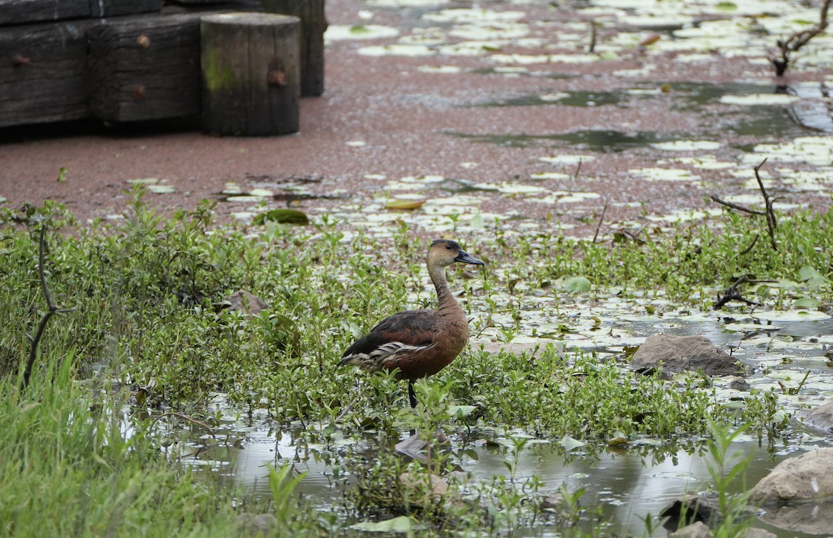 Wandering Whistling-Duck - ML646872727