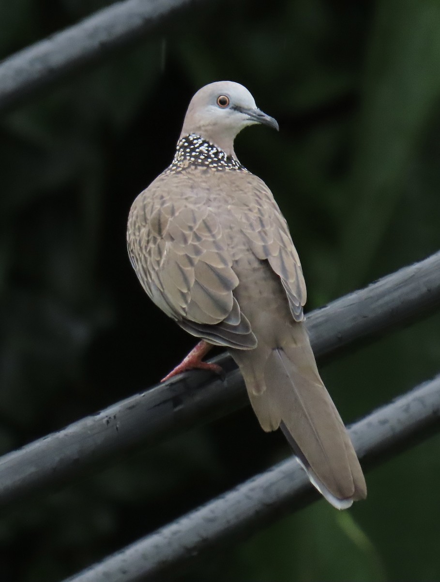 Горлиця китайська - ML646872735